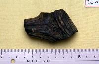 藏品(鹿角基部)的圖片